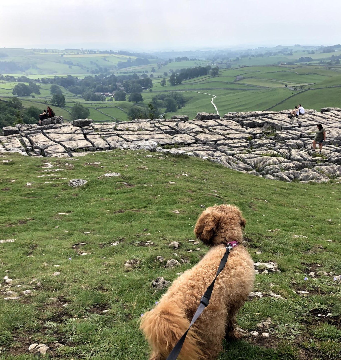 Dog-at-Malham